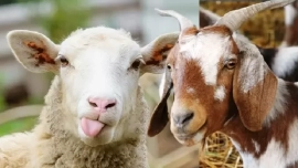 Daging kambing dan domba