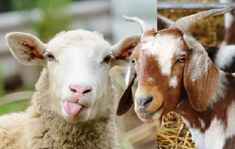 Daging kambing dan domba