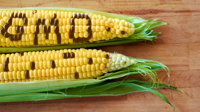 Efek Konsumsi Makanan GMO
