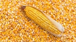 Mengenal Produk Makanan GMO