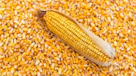 Mengenal Produk Makanan GMO