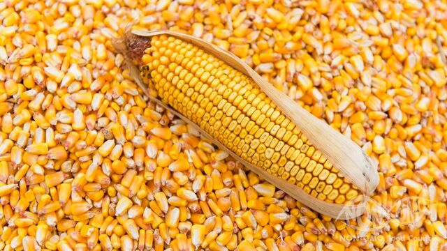 Mengenal Produk Makanan GMO